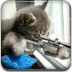 猫咪狙击手